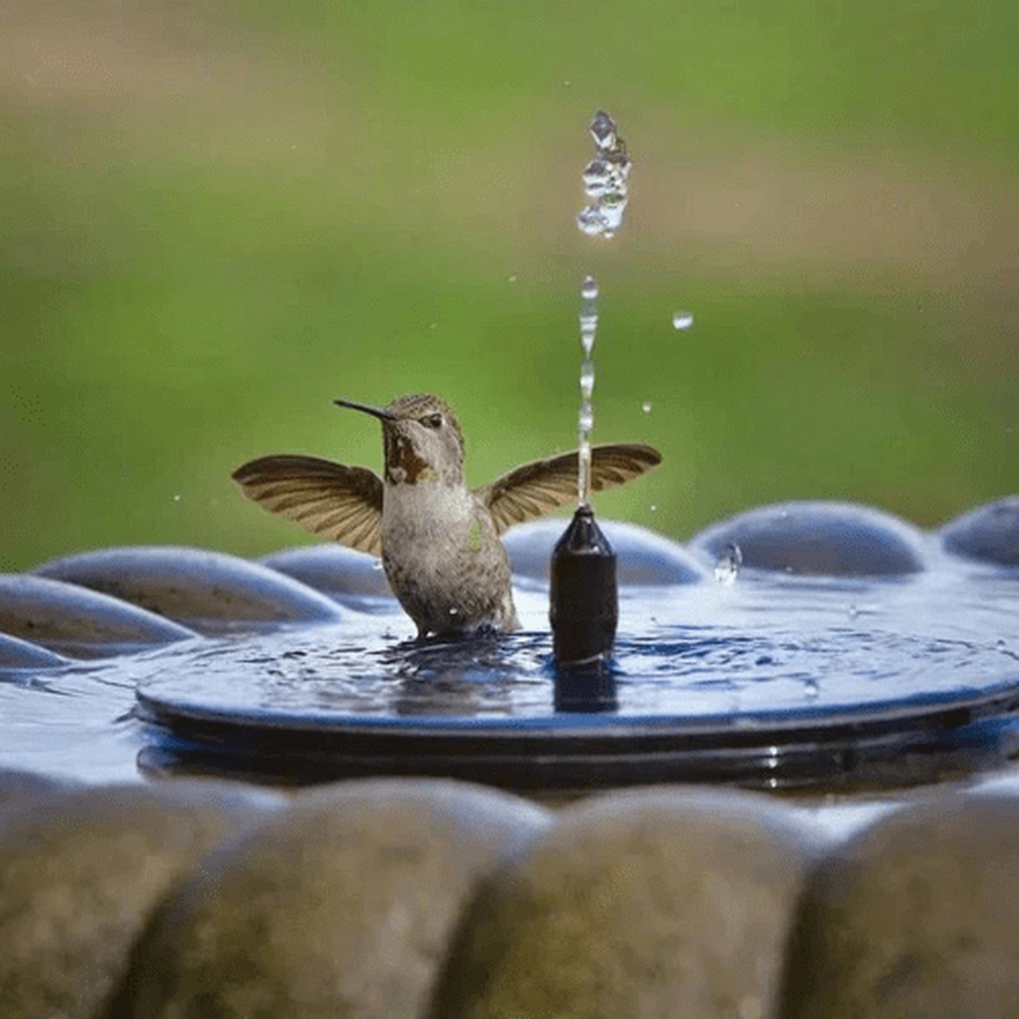 Fuente de agua para pájaros - [Carga solar]