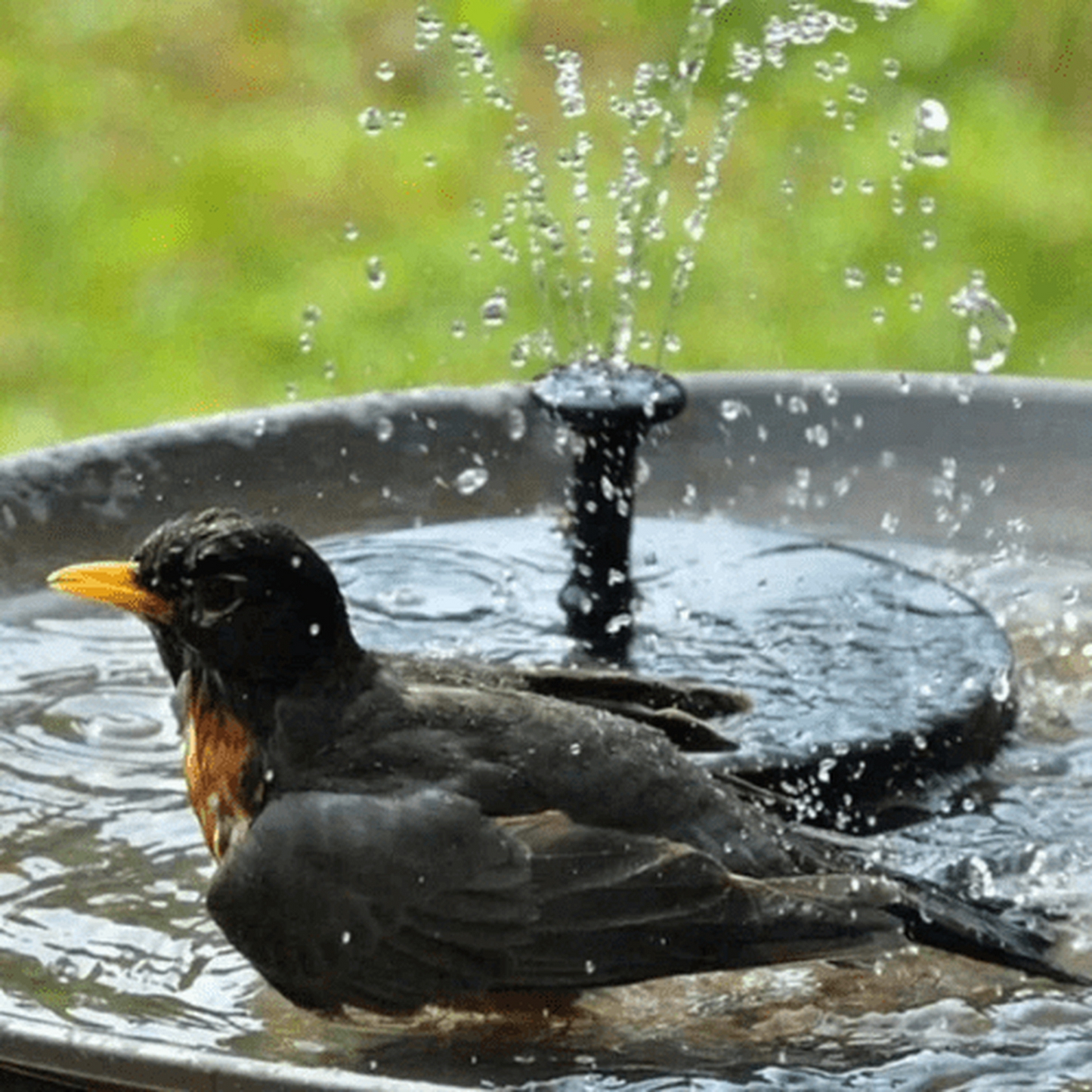 Fuente de agua para pájaros - [Carga solar]